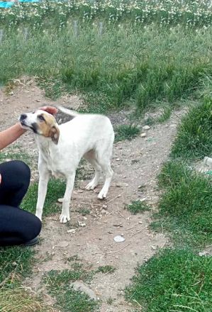 Abby, Aika, Aron und Ayla lieb und verspielt