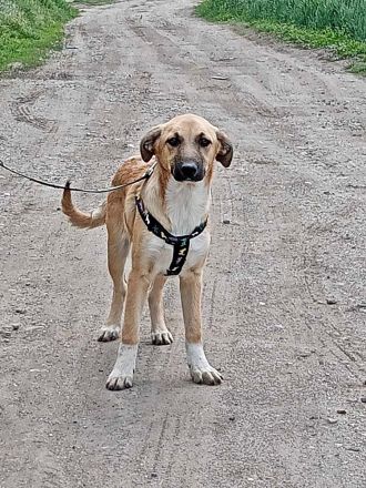 Abby, Aika, Aron und Ayla lieb und verspielt