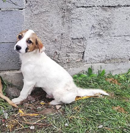 Abby, Aika, Aron und Ayla lieb und verspielt