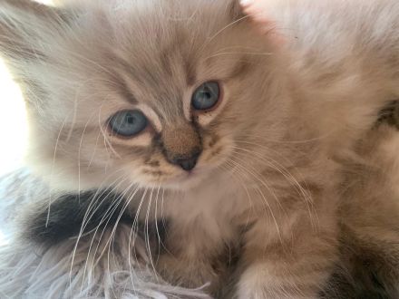 Hl.Birma-Ragdoll Edelmix-Kitten