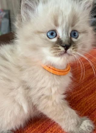 Hl.Birma-Ragdoll Edelmix-Kitten