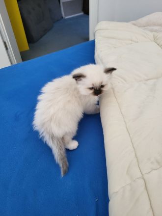 Heilige Birmas vom Züchter