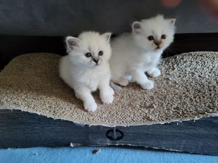 Heilige Birmas vom Züchter