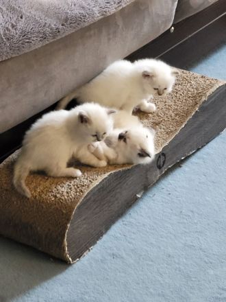 Heilige Birmas vom Züchter