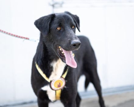 Helios sucht ein neues Traum-Zuhause.