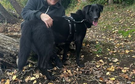 Helios sucht ein neues Traum-Zuhause.