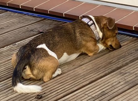 Hübscher tricolor Jack Russel Terrier
