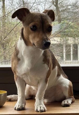 Hübscher tricolor Jack Russel Terrier