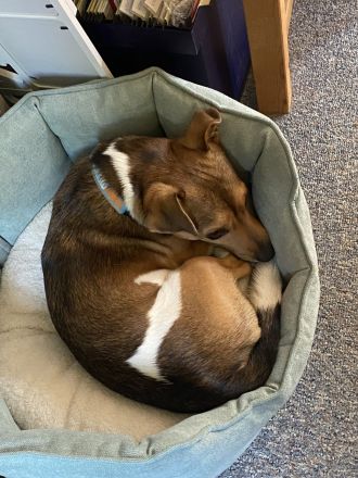 Hübscher tricolor Jack Russel Terrier