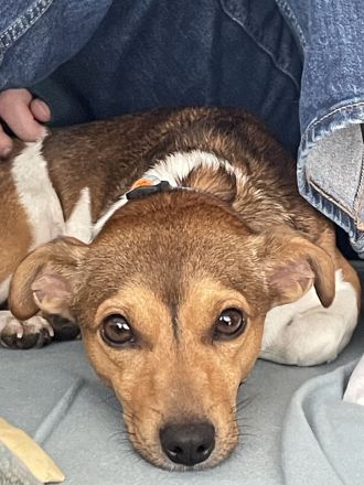 Hübscher tricolor Jack Russel Terrier