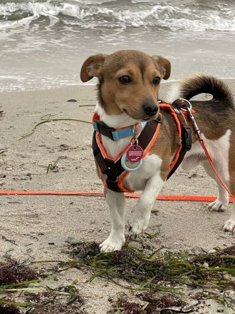 Hübscher tricolor Jack Russel Terrier
