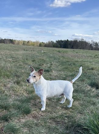 Hübscher tricolor Jack Russel Terrier