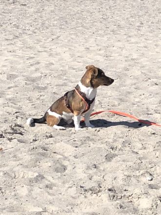 Hübscher tricolor Jack Russel Terrier