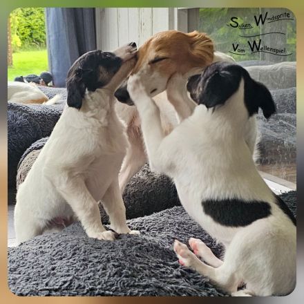 Silken Windsprite Welpen vom Wellenspiel mit Ahnentafel