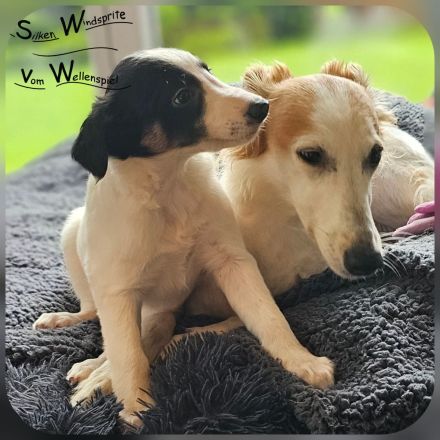 Silken Windsprite Welpen vom Wellenspiel mit Ahnentafel