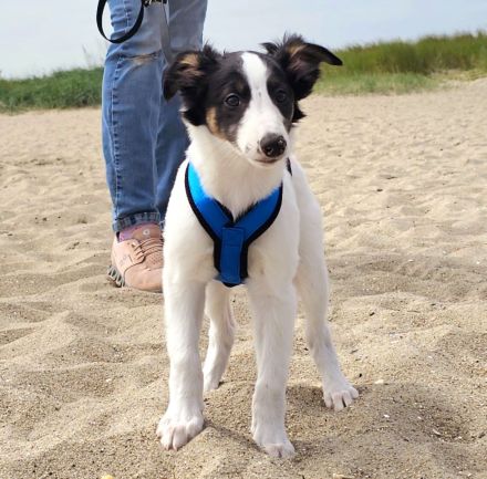 Silken Windsprite Welpen vom Wellenspiel mit Ahnentafel