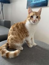 LIONEL ❤ TRAUMKATER