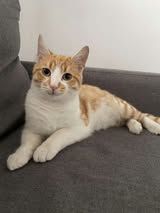 LIONEL ❤ TRAUMKATER