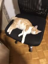 LIONEL ❤ TRAUMKATER