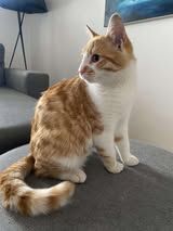 LIONEL ❤ TRAUMKATER