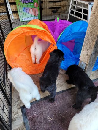 Golden Retriever x Labby/Border Collie Mix (1x Hündin, 3x Rüde)