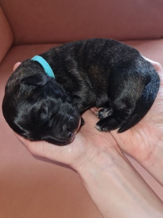 Golden Retriever x Labby/Border Collie Mix (1x Hündin, 3x Rüde)