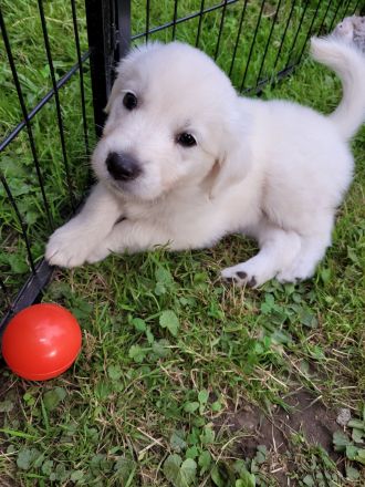 Golden Retriever x Labby/Border Collie Mix (1x Hündin, 3x Rüde)