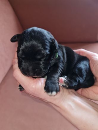 Golden Retriever x Labby/Border Collie Mix (1x Hündin, 3x Rüde)