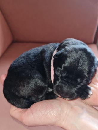 Golden Retriever x Labby/Border Collie Mix (1x Hündin, 3x Rüde)