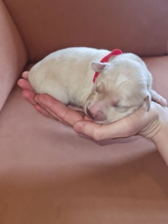 Golden Retriever x Labby/Border Collie Mix (1x Hündin, 3x Rüde)