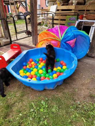 Golden Retriever x Labby/Border Collie Mix (1x Hündin, 3x Rüde)