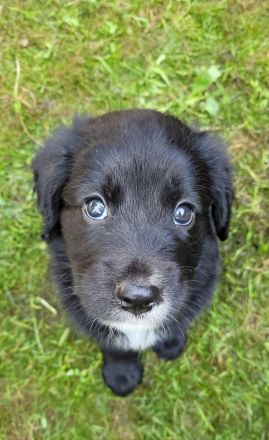 Golden Retriever x Labby/Border Collie Mix (1x Hündin, 3x Rüde)