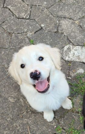 Golden Retriever x Labby/Border Collie Mix (1x Hündin, 3x Rüde)