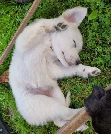 Golden Retriever x Labby/Border Collie Mix (1x Hündin, 3x Rüde)