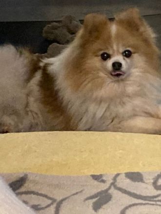 Zwei bildschöne ältere Pomeranian Hündinnen suchen ihr Traumzuhause 200. Euro Schutzgebühr