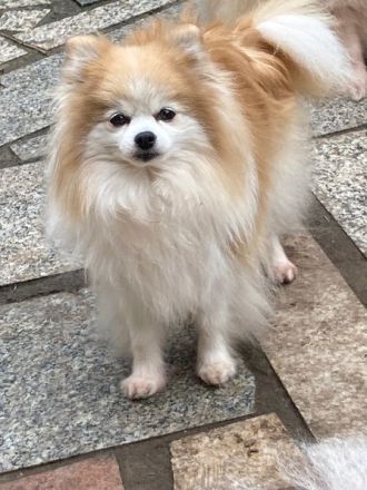 Zwei bildschöne ältere Pomeranian Hündinnen suchen ihr Traumzuhause 200. Euro Schutzgebühr