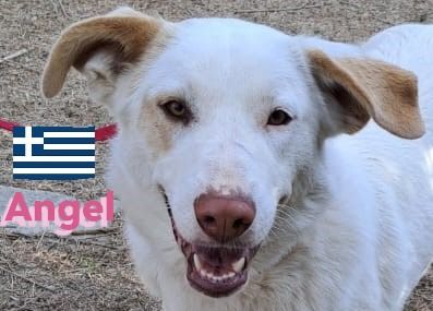 Angel, 04/23 - Engelchen sucht Familie