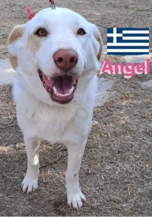 Angel, 04/23 - Engelchen sucht Familie