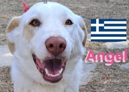 Angel, 04/23 - Engelchen sucht Familie