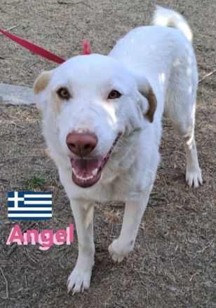 Angel, 04/23 - Engelchen sucht Familie