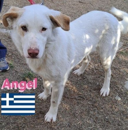 Angel, 04/23 - Engelchen sucht Familie