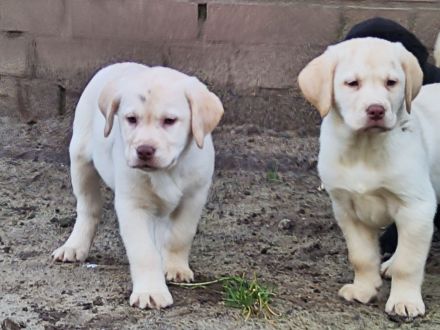 Wir haben ab Sofort Reinrassige Labrador Welpen abzugeben.