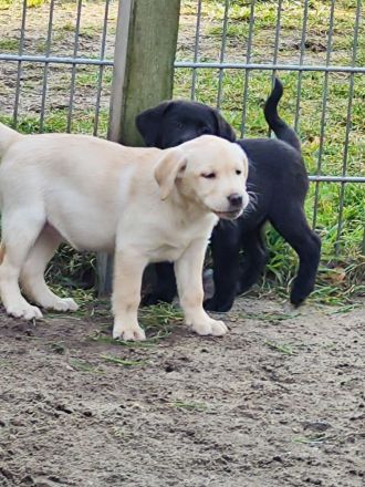 Wir haben ab Sofort Reinrassige Labrador Welpen abzugeben.