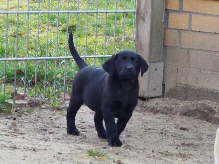 Wir haben ab Sofort Reinrassige Labrador Welpen abzugeben.