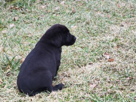 Wir haben ab Sofort Reinrassige Labrador Welpen abzugeben.