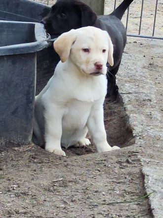 Wir haben ab Sofort Reinrassige Labrador Welpen abzugeben.