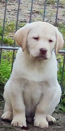 Wir haben ab Sofort Reinrassige Labrador Welpen abzugeben.