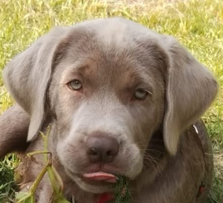 Wir haben ab 10.04 Reinrassige Labrador Welpen abzugeben.