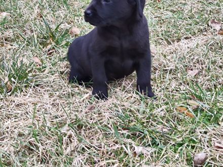 Wir haben ab Sofort Reinrassige Labrador Welpen abzugeben.