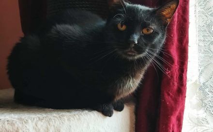 Schüchterne Hella sucht ein geduldiges, liebevolles Zuhause!